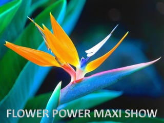 FLOWER POWER MAXI SHOW 