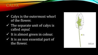 CALYX
 Calyx is the outermost whorl
of the flower.
 The separate unit of calyx is
called sepal.
 It is almost green in colour.
 It is an non essential part of
the flower.
 