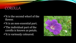 COROLLA
It is the second whorl of the
flower.
It is an non-essential part.
The individual part of the
corolla is known as petals.
It is variously coloured.
 