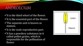 ANDROECIUM
It is the third whorl of the flower.
It is the essential part of the flower.
The separate unit is known as
stamen.
It is the male reproductive part.
It has a powdery substance in it
called pollen grains, which is
responsible for the pollination of
flower.
 