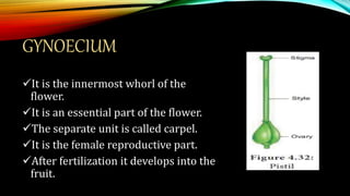 GYNOECIUM
It is the innermost whorl of the
flower.
It is an essential part of the flower.
The separate unit is called carpel.
It is the female reproductive part.
After fertilization it develops into the
fruit.
 