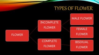 TYPES OF FLOWER
FLOWER
INCOMPLETE
FLOWER
MALE FLOWER
FEMALE
FLOWER
COMPLETE
FLOWER
BISEXUAL
FLOWER
 