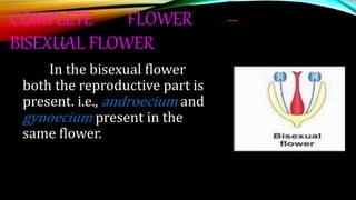 COMPLETE FLOWER –
BISEXUAL FLOWER
In the bisexual flower
both the reproductive part is
present. i.e., androecium and
gynoecium present in the
same flower.
 