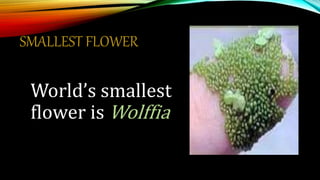 SMALLEST FLOWER
World’s smallest
flower is Wolffia
 