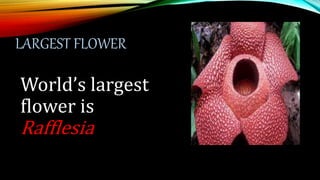 LARGEST FLOWER
World’s largest
flower is
Rafflesia
 