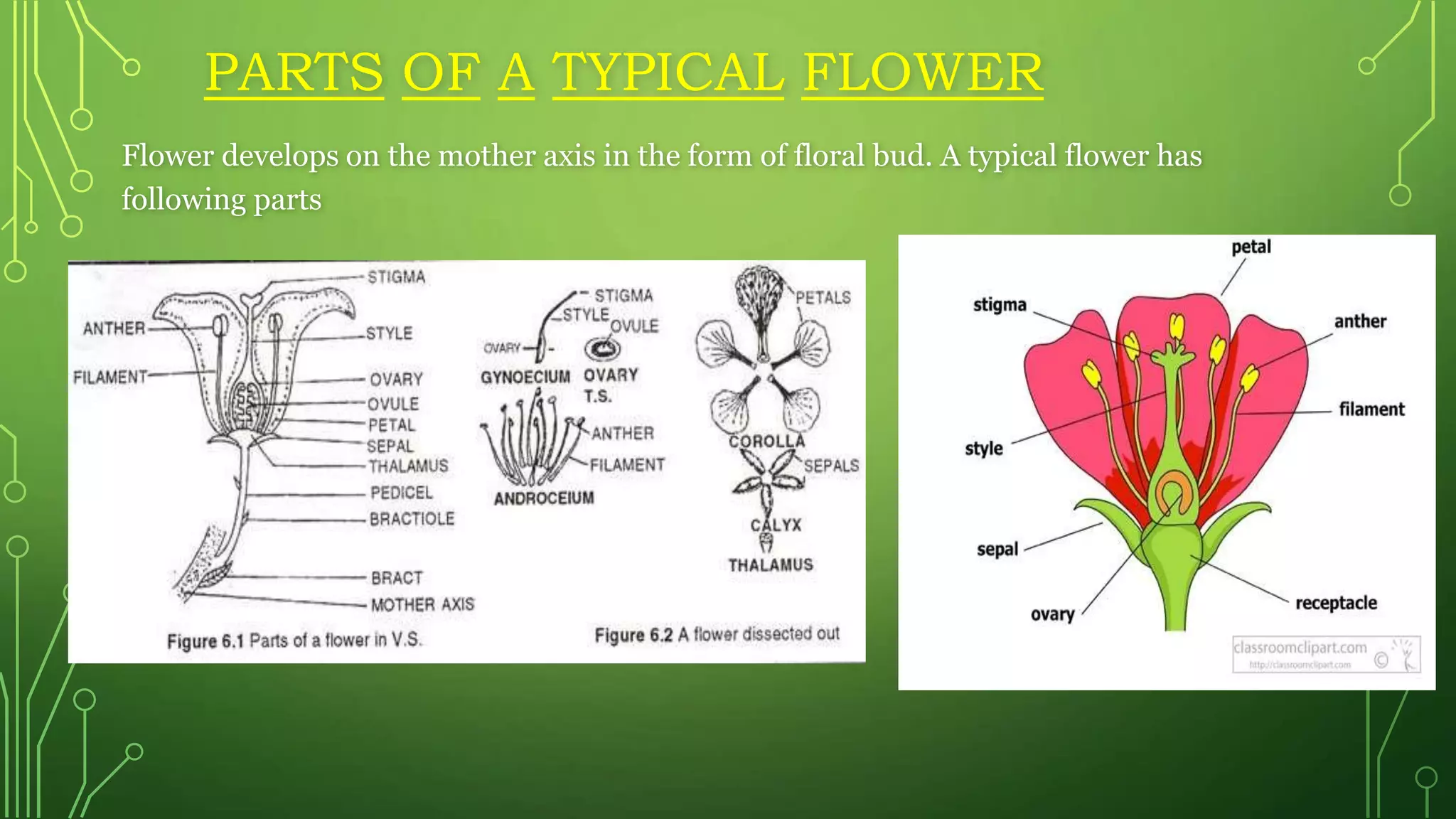 Basic concept on flower