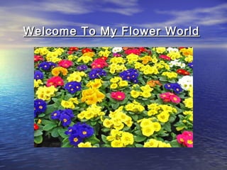 Welcome To My Flower WorldWelcome To My Flower World
 