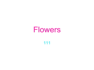 Flowers 111 