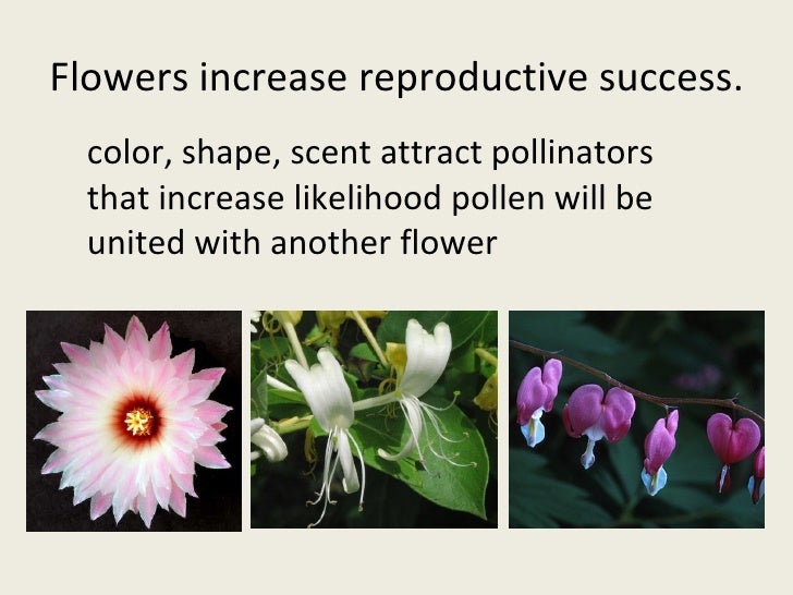 Flower Reproduction