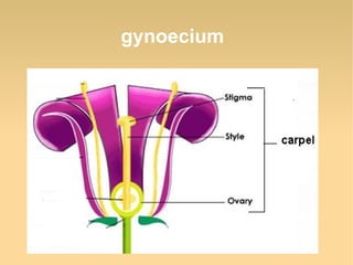 gynoecium

 