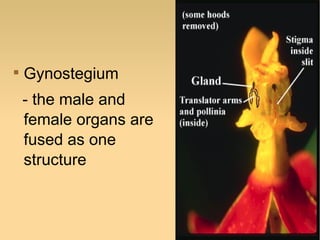 

Gynostegium
- the male and
female organs are
fused as one
structure

 