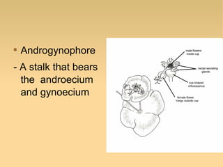 

Androgynophore

- A stalk that bears
the androecium
and gynoecium

 