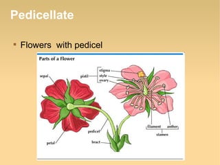 Pedicellate


Flowers with pedicel

 
