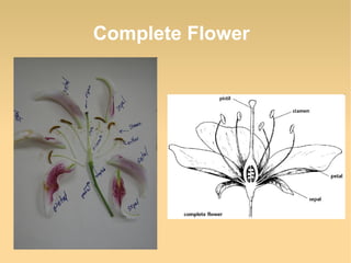 Complete Flower

 