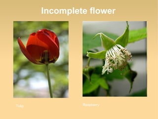 Incomplete flower

Tulip

Raspberry

 