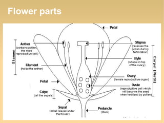 Flower parts

 