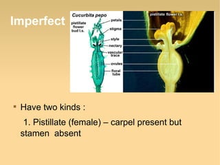 Imperfect



Have two kinds :
1. Pistillate (female) – carpel present but
stamen absent

 