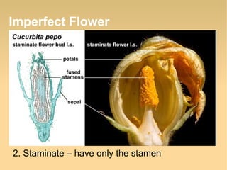 Imperfect Flower

2. Staminate – have only the stamen

 
