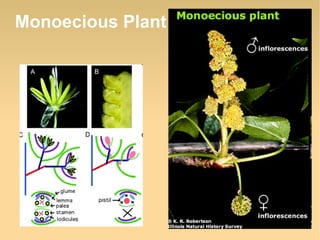 Monoecious Plant

 