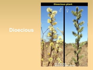 Dioecious

 