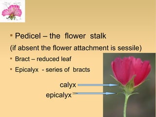 

Pedicel – the flower stalk

(if absent the flower attachment is sessile)


Bract – reduced leaf



Epicalyx - series of bracts

calyx
epicalyx

 