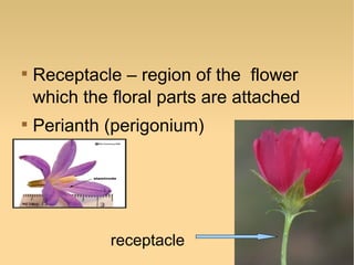 



Receptacle – region of the flower
which the floral parts are attached
Perianth (perigonium)

receptacle

 