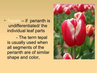 

Tepals – if perianth is
undifferentiated/ the
individual leaf parts
- The term tepal
is usually used when
all segments of the
perianth are of similar
shape and color,

 