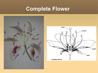 Flowers | PPT