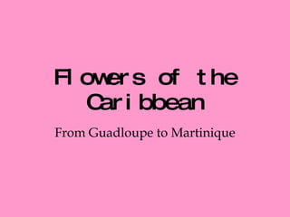 Flowers of the Caribbean From Guadloupe to Martinique 