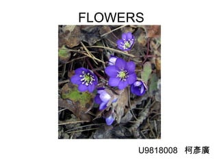 FLOWERS U9818008  柯彥廣 