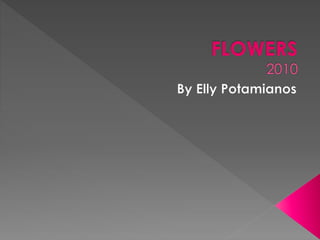 Flowers by Elly Potamianos--Summer 2010
