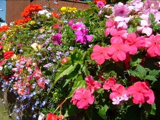 Flowers