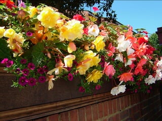 Flowers