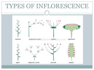 TYPES OF INFLORESCENCE
 