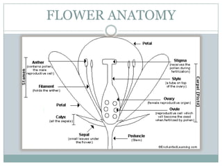 FLOWER ANATOMY
 