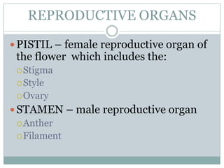 REPRODUCTIVE ORGANS

 PISTIL – female reproductive organ of
 the flower which includes the:
  Stigma
  Style
  Ovary

 STAMEN – male reproductive organ
   Anther
   Filament
 