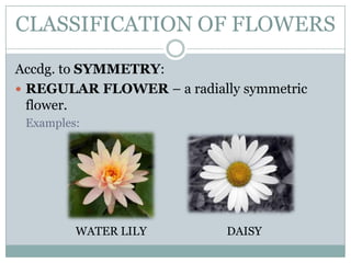 CLASSIFICATION OF FLOWERS
Accdg. to SYMMETRY:
 REGULAR FLOWER – a radially symmetric
  flower.
 Examples:




         WATER LILY         DAISY
 