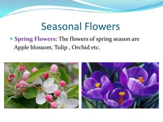 Seasonal Flowers
 Spring Flowers: The flowers of spring season are
 Apple blossom, Tulip , Orchid etc.
 