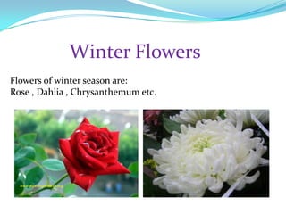 Winter Flowers
Flowers of winter season are:
Rose , Dahlia , Chrysanthemum etc.
 