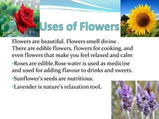 Flowers are beautiful. Flowers smell divine .
There are edible flowers, flowers for cooking, and
even flowers that make you feel relaxed and calm
•Roses are edible.Rose water is used as medicine
and used for adding flavour to drinks and sweets.
•Sunflower's seeds are nutritious.
•Lavender is nature's relaxation tool.
 