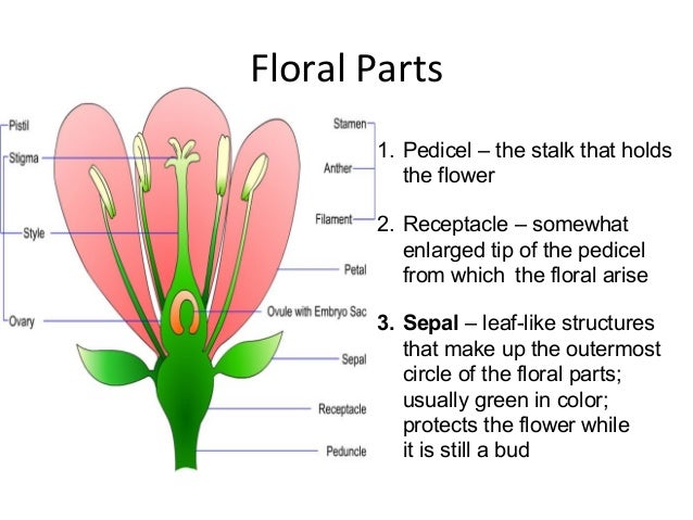 Flowers part of a lily diagram not labeled 