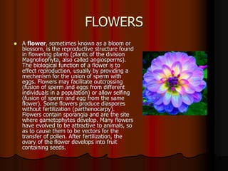 FLOWERS
 A flower, sometimes known as a bloom or
blossom, is the reproductive structure found
in flowering plants (plants of the division
Magnoliophyta, also called angiosperms).
The biological function of a flower is to
effect reproduction, usually by providing a
mechanism for the union of sperm with
eggs. Flowers may facilitate outcrossing
(fusion of sperm and eggs from different
individuals in a population) or allow selfing
(fusion of sperm and egg from the same
flower). Some flowers produce diaspores
without fertilization (parthenocarpy).
Flowers contain sporangia and are the site
where gametophytes develop. Many flowers
have evolved to be attractive to animals, so
as to cause them to be vectors for the
transfer of pollen. After fertilization, the
ovary of the flower develops into fruit
containing seeds.
 