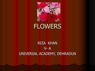 FLOWERS
RIZA KHAN
V- A
UNIVERSAL ACADEMY, DEHRADUN
 