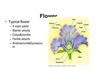 Morphology of Flower Morphology of Flower | PDF