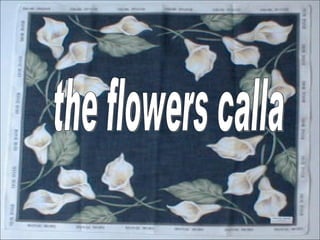the flowers calla 