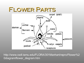 Flower Parts http://www.csdl.tamu.edu/FLORA/301Manhart/repro/Flower%20diagram/flower_diagram.htm 