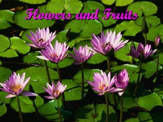 Flowers and Fruits 