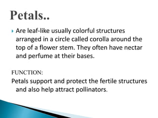 Flowers Parts and Functions PPT