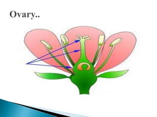 Flowers: Parts and Functions