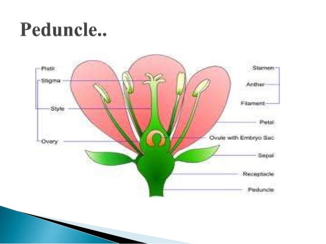 Parts Of Gumamela Flower And Their Functions Ppt | Best ...
